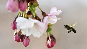 Bildresultat fÃ¶r LA PRIMAVERA