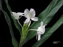 Image result for Zingiberaceae