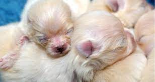 How many puppies does the average dog produce? How Many Puppies Can A Dog Have Petcoach