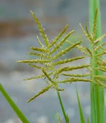 Image result for Cyperus esculentus
