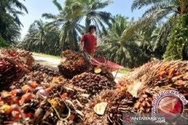 Tanaman porang tumbuh berupa semak dengan tinggi. Harga Cpo Turun Rp380 Per Kilogram Antara News Bengkulu