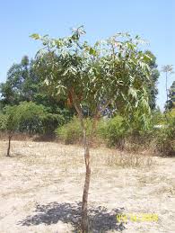 Image result for Khaya anthotheca