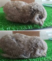 People Are Just Learning That Some Owls Sleep With Their Faces Down And Here Are 26 Pics Bored Panda As some of you know, i am an avid lover of owls and also most fortunate to have been graced. some owls sleep with their faces down