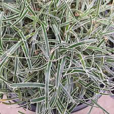 Image result for Ficinia