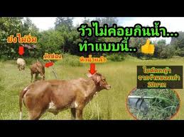 ว วไม ค อยก นน ำจ ดแบบน เลย พาลอง ใบต ดหญ าจากร าน
