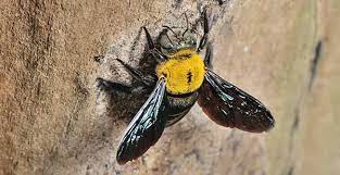 And contrary to popular belief, wasps do pollinate plants, just not to the same extent that bees do. 3 Truths About Carpenter Bees That May Surprise You