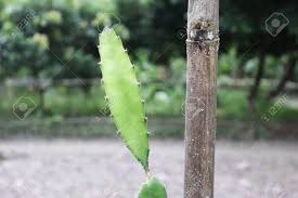 Companion planting for dragon fruit. Small Dragon Fruit Tree In The Garden Green Dragon Fruit Tree Stock Photo Picture And Royalty Free Image Image 139302661
