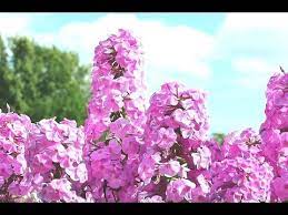 How To Prune A Lilac Bush Youtube Growing Roses Lilac Bushes Gardening Tips