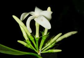 Image result for Voacanga pachyceras