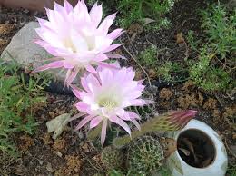 It has a small purple flower with white stamens and these very distinctive golden pods with blazing red seeds. How To Care For Cacti In El Paso