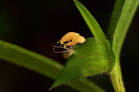 Image result for Commelina subulata