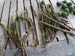 My propagated fig tree already has 5 new leaves after being planted 8 months ago. Nj Rare Fig Tree Cuttings For Sale Rumson Monmouth County New Jersey