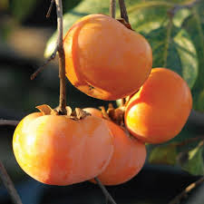 Persimmon fruit on persimmon tree in garden. Persimmon Tree Fuyu Variety Grafted