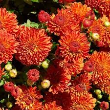 Hardy Garden Mum - Harvest Igloo