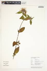 Image result for Cordylostigma virgatum