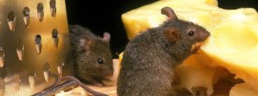 Wie lassen sich ratten effektiv vertreiben oder bekämpfen? Wnwulagmoijuxm