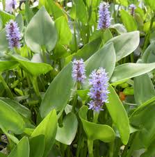 Image result for Pontederia