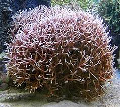 Image result for Pyrostria hystrix