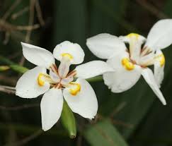 Image result for Dietes flavida