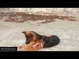 The german shepherd was developed in germany during the 19th century, primarily by one man: Pet Care Customer Feedback Long Coat German Shepherd Dog For Sale In Hajipur Patna Bihar India Youtube
