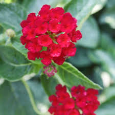 Image result for Lantana