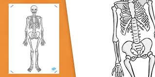 Since this method of drawing is simplified, the chest will not hide part of it; Simple A2 Skeleton Teacher Made