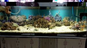 Akuarium yang di pakai untuk memelihara ikan laut. Aquarium Air Laut Ukuran 120x50x50 Full Kaca 5 Mili Youtube