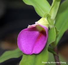 Image result for Brachycorythis tenuior