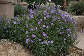 Fake english lavender bush in purple. Photos Of Flowers