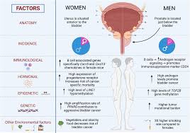 Biological differences underlying sex and gender disparities in bladder  cancer: current synopsis and future directions | Oncogenesis