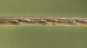 Image result for Microchloa