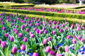 Holland Park London Uk Next To The More Popular Kensington Gardens And Hyde Park I Remember The Spring Flowers London Park Kensington Gardens Daffodils