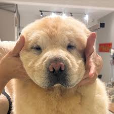 Dodo Pet Grooming/Sitter/Snack | FULL GROOM😍 Chow chow ...