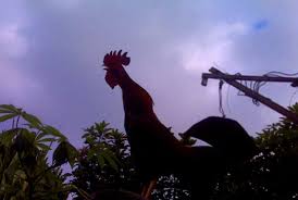 Sekarang caca mau main ke tempatnya ayam loh! Mengapa Ayam Jantan Selalu Berkokok Itu Karena Republika Online