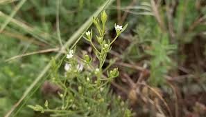 Image result for Thesium cymosum