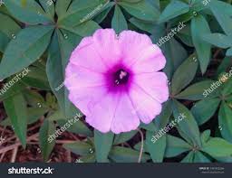 Image result for Ipomoea crassipes