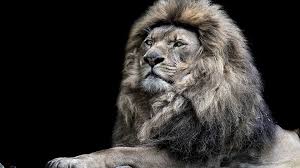 1920x1080 Angry Lion Hd Wallpaper Lion Wallpaper Lion Hd Wallpaper Animal Wallpaper