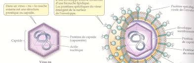 Cour de Virologie 2010 S3 [Mode de compatibilité]