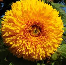 By planting flowers with one or many of these qualities, you support bees. Neudorff Wild Bees Other Beneficials