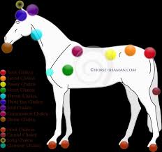 equine chakras part 1 horse shaman