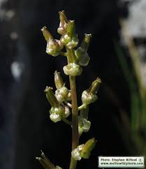 Image result for Triglochin striata