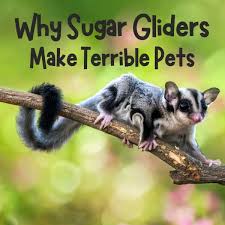 Facts About Pet Sugar Gliders