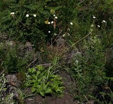 Image result for Anemone transvaalensis