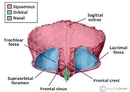 Image result for Frontal Bone