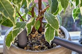 Image result for Ficus benjamina
