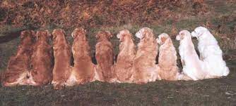 British golden retrievers there seems to be a lot of misinformation when it comes to american vs. English Cream Golden Retrievers Vs American Golden Retrievers But Both Are Scottish Official Golden Retriever
