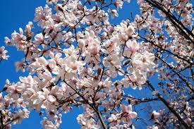 Fiori da inviare a primavera. Magnolia L Albero Che Colora La Primavera Ifioridimark Giardinaggio Fai Da Te Piante Da Appartamento Piante Giardini Girasoli Fiori Rose Arredo Terrazzo Tulipani