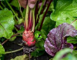 How do you grow beets in a garden. How To Grow Beets