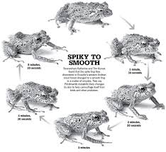 Image result for Pristimantis mutabilis