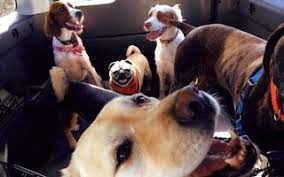 Maybe you would like to learn more about one of these? Pet Sitting Rates Overnight And In Home 2021 Prices Average